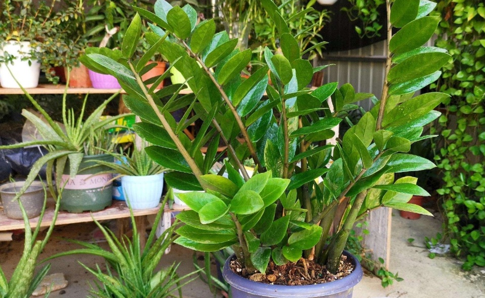 养金钱树花小窍门方法,金钱树怎么养才能长得旺盛