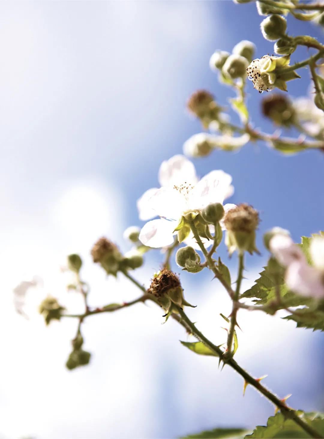 黑莓水果采摘园抖音视频,黑莓花开