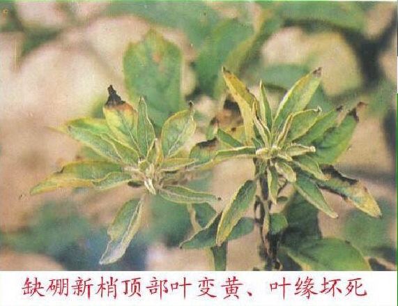 edta螯合微量元素对植物的影响,edta螯合微量元素使用禁忌