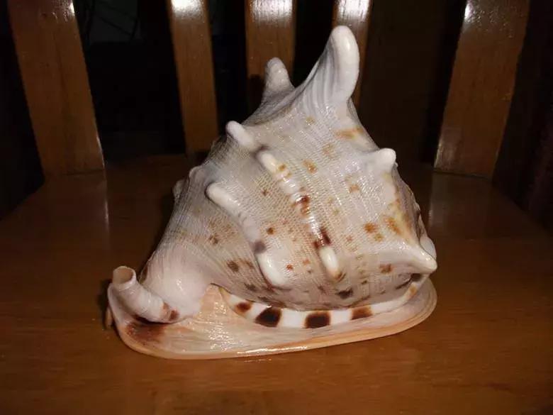 四大名螺哪个最好看,四大名螺正确摆放