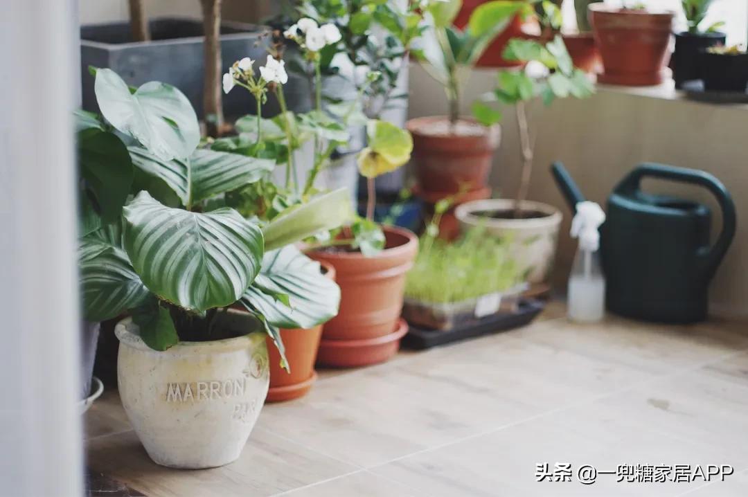 手残党绿植大全,给大家推荐几款超好养的绿植