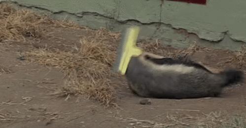 平头哥真正无所畏惧的原因是什么,我们看到平头哥的眼睛会怎么样