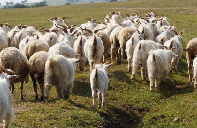 羊吃毒草死亡，主人将草地主人告上法庭，法院会怎么判决？