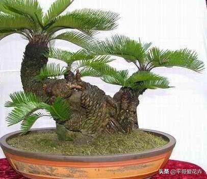 铁树叶子发黄干枯小妙招,红铁树叶子尖发黄怎么办