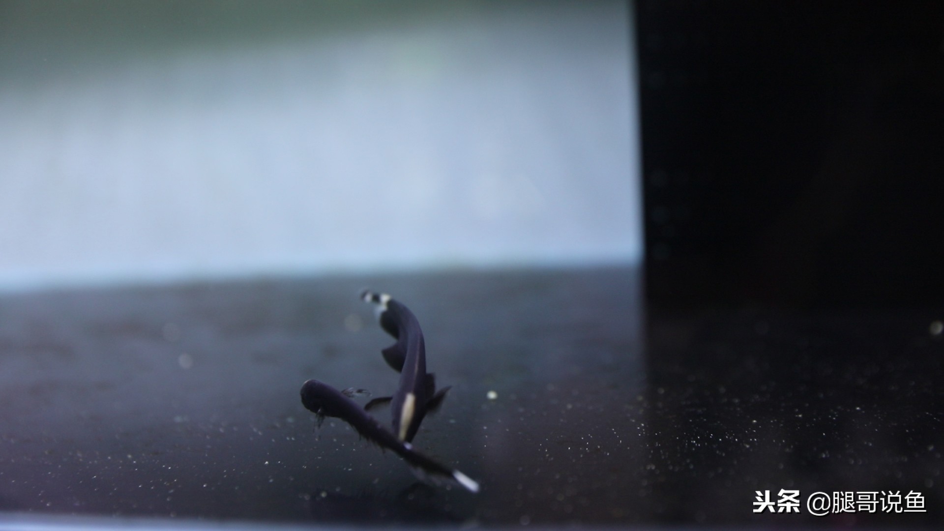 魔鬼刀可以混合养吗,魔鬼刀可以和什么鱼一起养