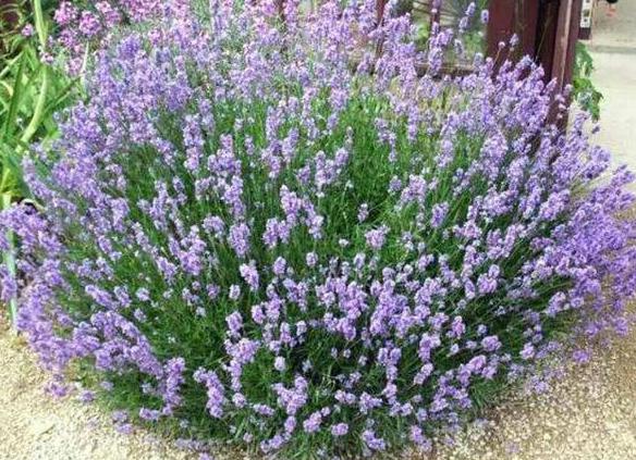 薰衣草用什么肥料最好生根快,薰衣草盆栽用什么肥料最好