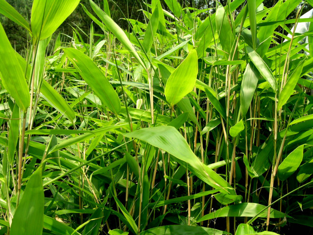 樱花死亡的故事,樱花死亡原因分析