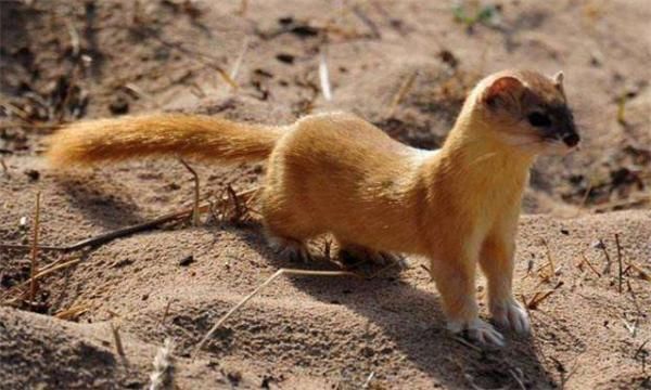 民间驱赶黄鼠狼的最佳方法,老人身上有黄鼠狼