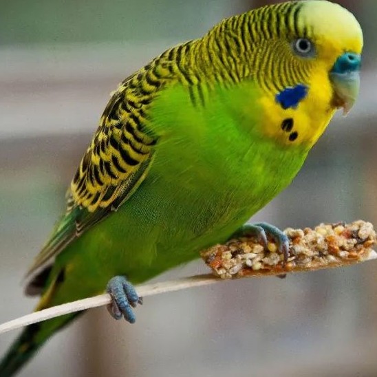 虎皮鹦鹉会说话吗,虎皮鹦鹉的饲养方法视频播放