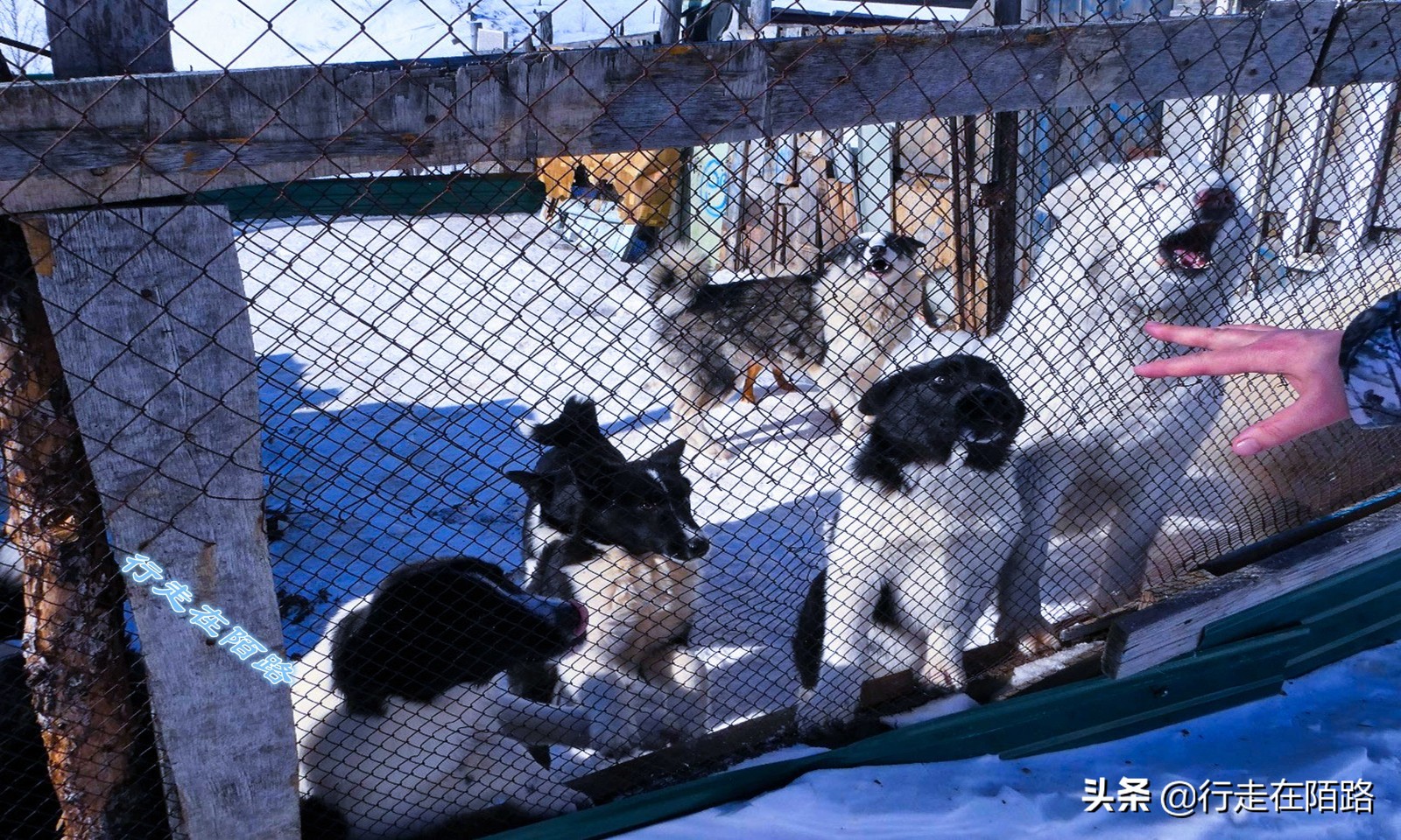 黄金之城马加丹:离最近城市2200公里,猛犸象牙按公斤卖