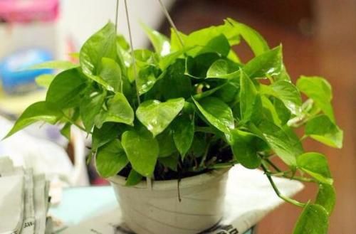 浇水多会不会长虫,生活小妙招怎么浇水才不会长虫