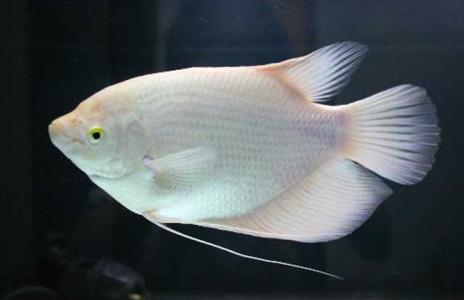 常见观赏鱼图鉴,常见观赏鱼病图片