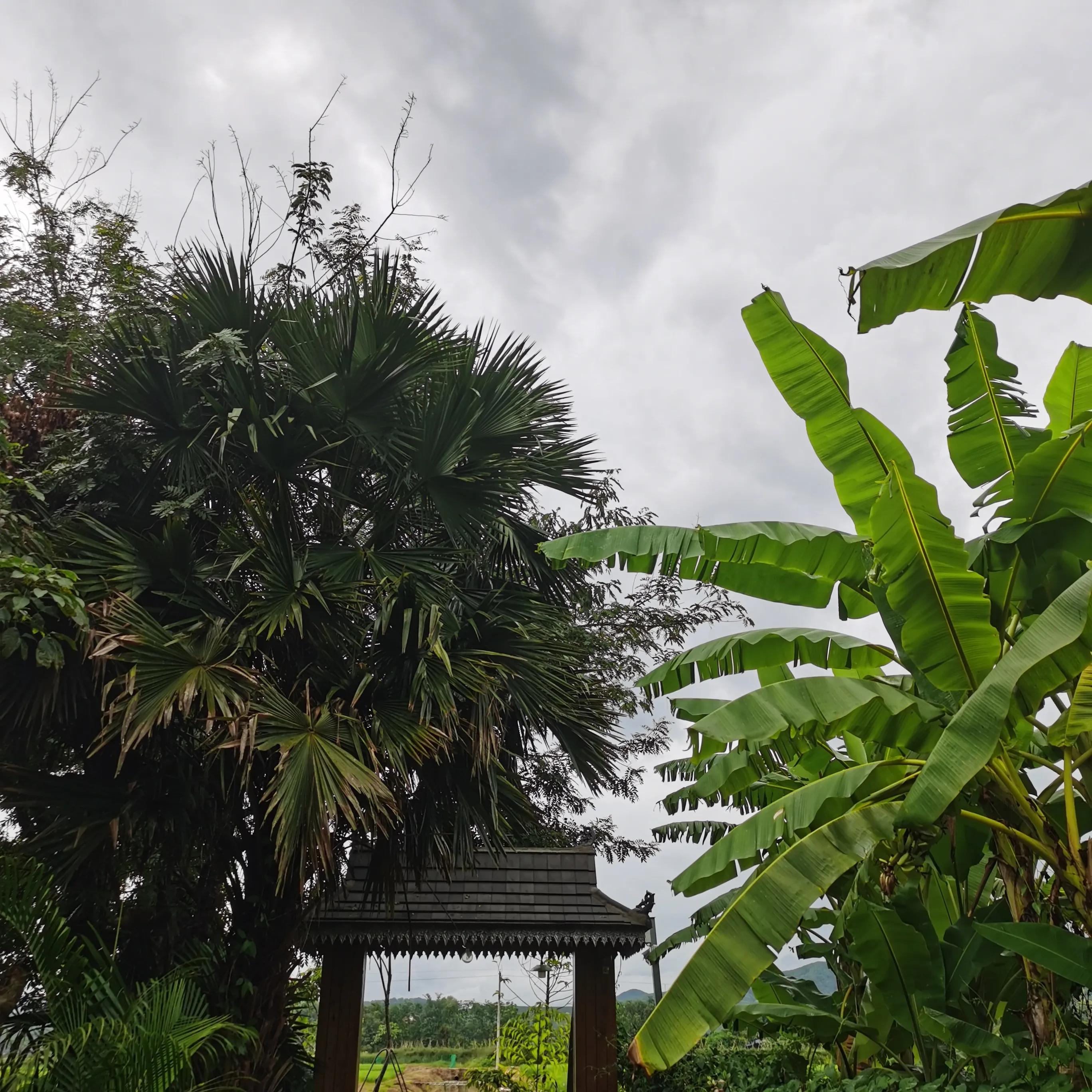 西双版纳曼远村游,西双版纳自由行一天攻略傣族园