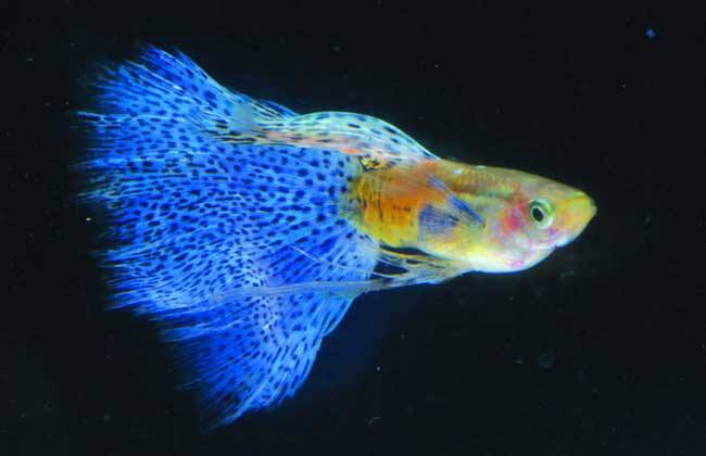 养孔雀鱼用什么灯,家里养孔雀鱼好吗