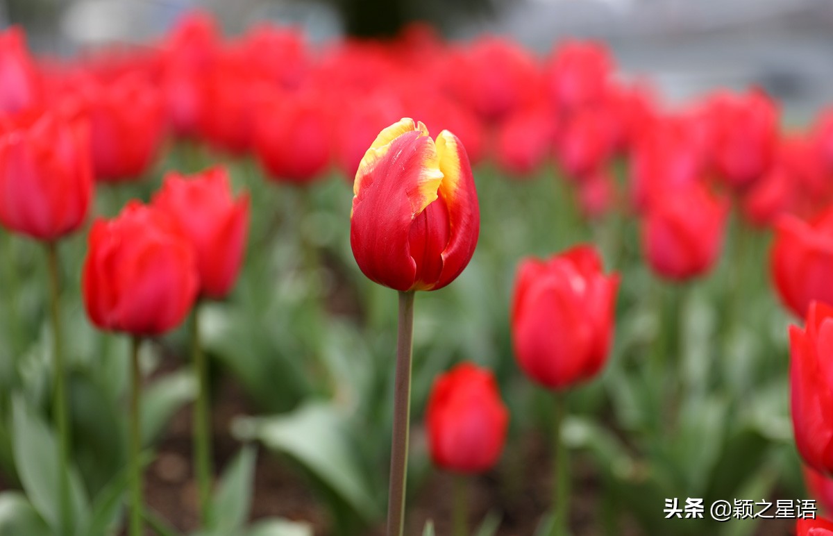 郁金香鲜花香味,郁金香鲜花诗情画意