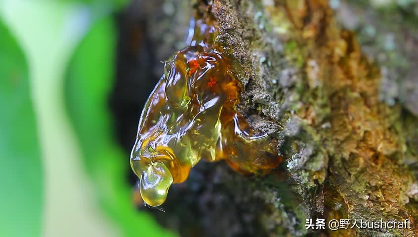 野外迷路树叶稠的一面是什么方向,野外迷路怎么寻找正确求生路线