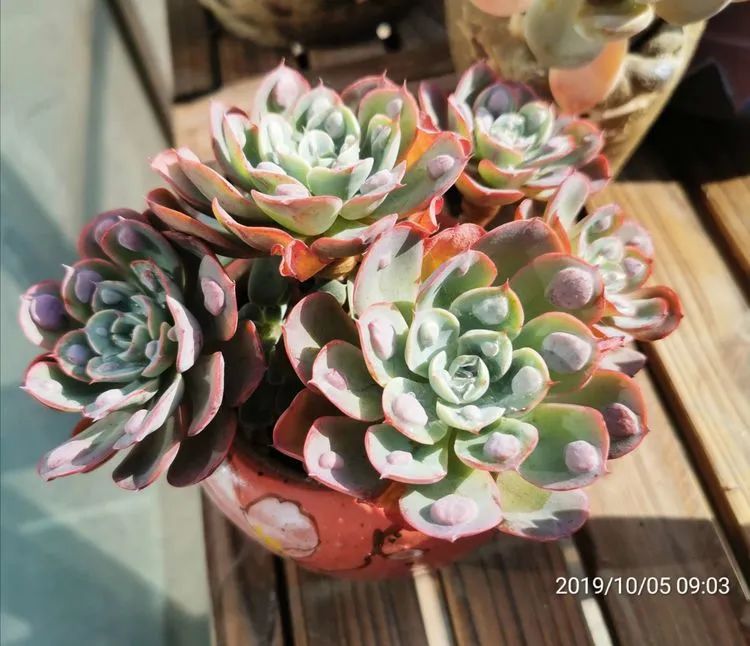 人生就像养多肉一样,人生如同养多肉时间不会怠慢