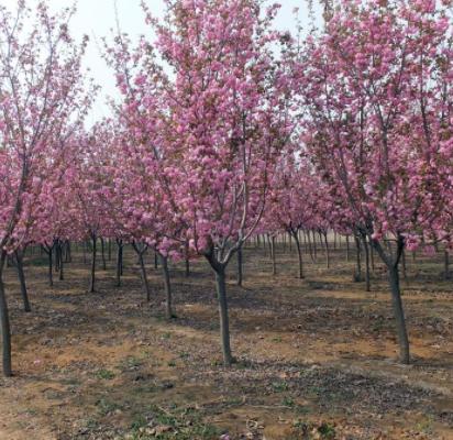 江西奉新苗木最大交易市场,预测哪些苗木价格会回升