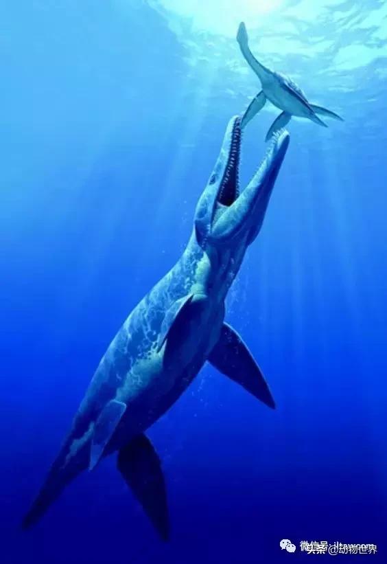 地球上的顶级掠食者,人类是地球上最顶级的掠食者