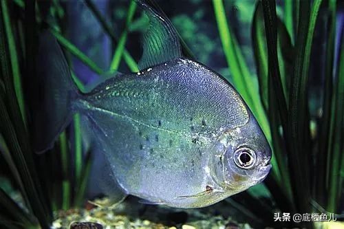 银板鱼和食人鱼哪个好养,粗线银板鱼是食人鱼吗