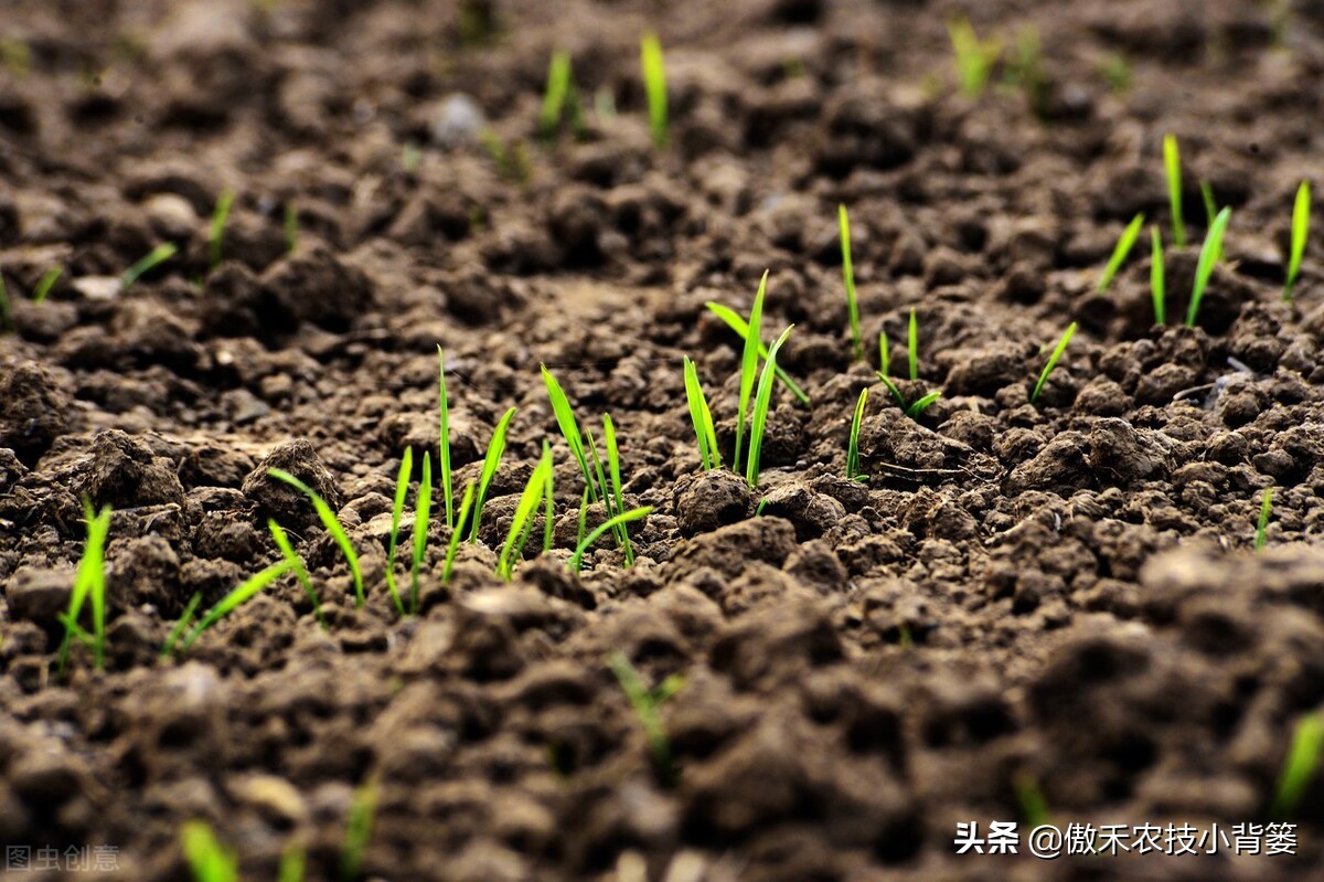 小麦早打和晚打有什么区别,小麦晚播品种能否早播