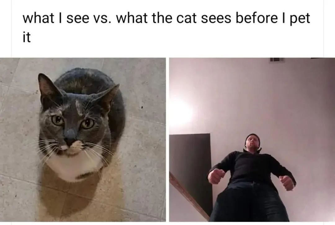 被猫咪调戏怎么办,猫咪被阿姨骚扰