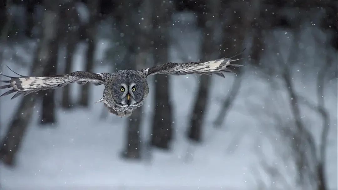 假期儿童纪录片推荐经典,青少年假期推荐纪录片