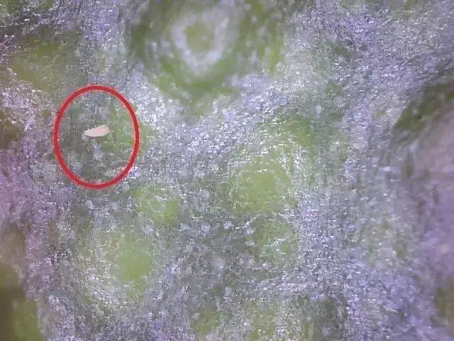 冬季柑橘成熟期红蜘蛛防治,柑橘黄蜘蛛防治技术