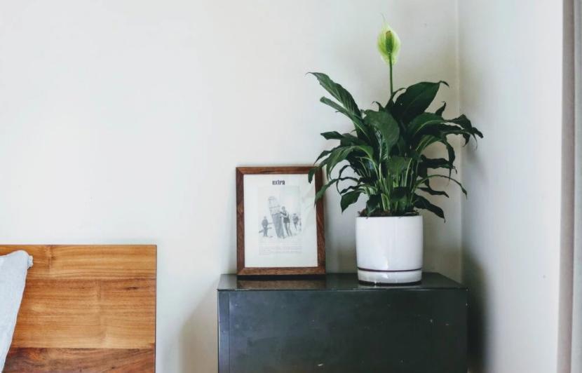 冬天太冷如何养多肉花卉,冬天天冷绿植不能浇水怎么办