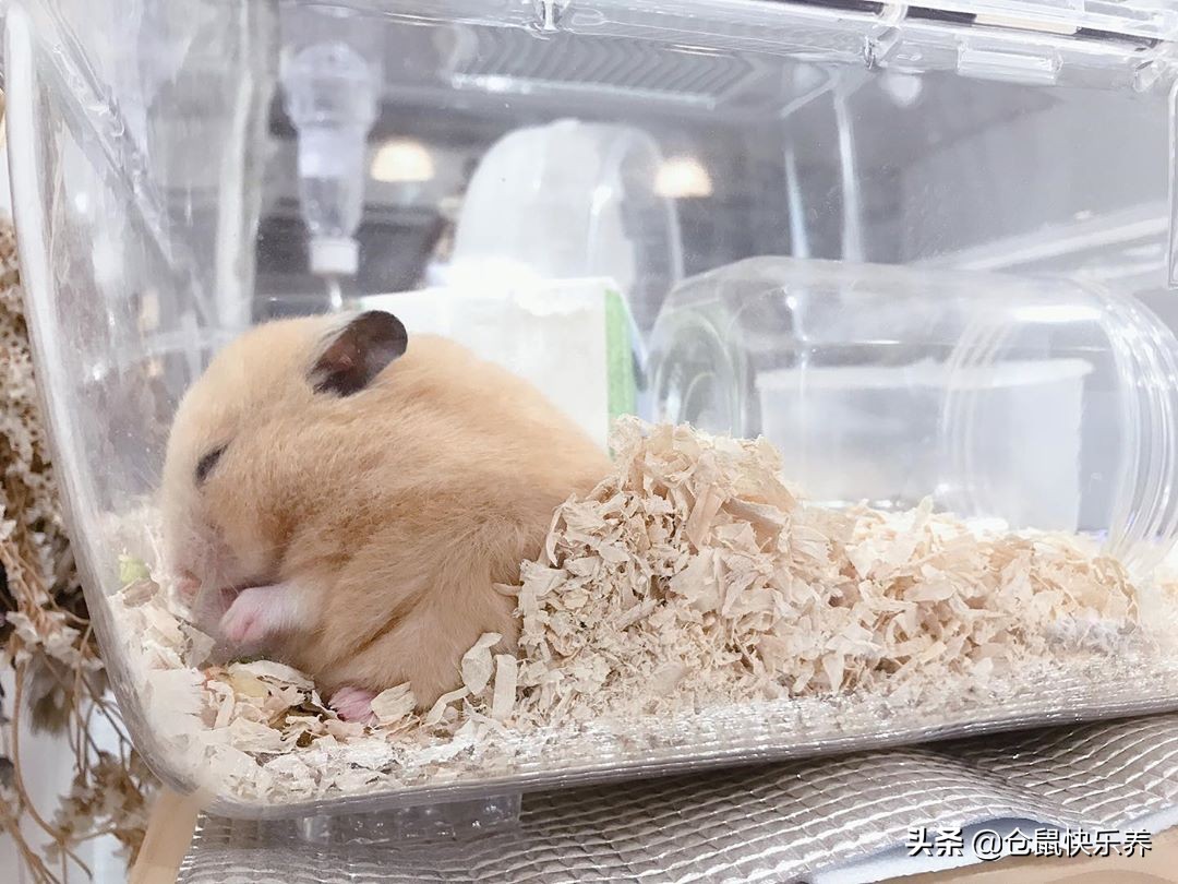仓鼠12点在笼子里疯狂跑来跑去,仓鼠晚上太安静主人很担心怎么办
