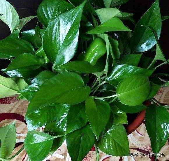 绿萝冬天冻死了明年又发芽,绿萝受冻可以缓过来