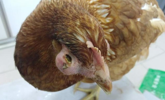 鸡眼睛流分泌物怎么治疗,鸡眼睛淌水用什么药