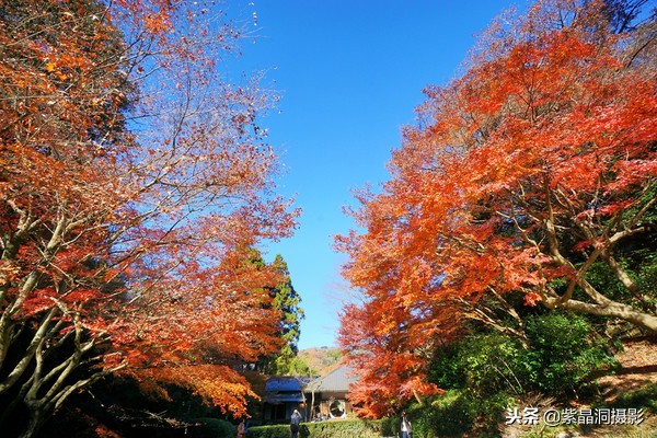 700年历史的日本小寺，为了看秋叶要买两次票，一次比一次贵