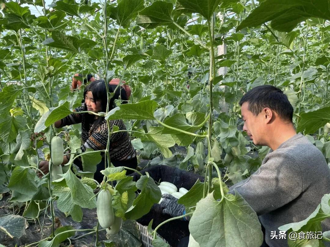 这瓜一肚子蜜汁，掰开就漏！闻着香、咬着脆、一口下去甜到醉