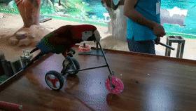 儿童玩的遛娃好去处,有动物的溜娃好去处