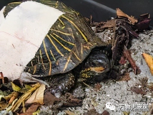 乌龟的壳碎了还能恢复吗,乌龟的壳边缘破了一点点会不会死