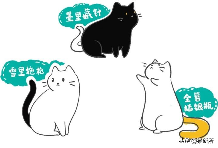 古代人如何称呼不同毛色的猫咪？