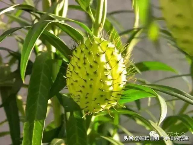 100种常见花卉植物图谱,100种花卉素描图谱