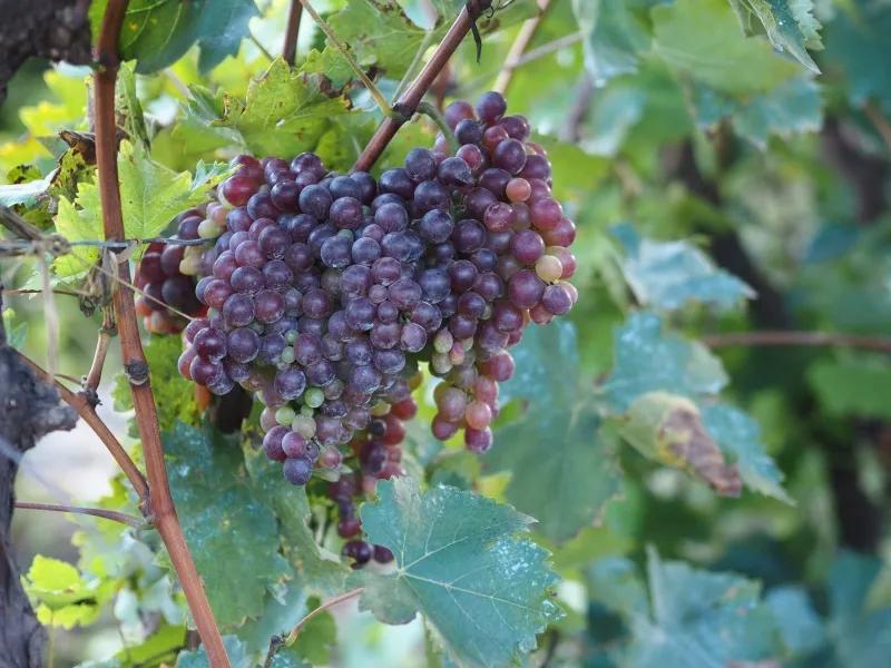 奥林巴斯pene-p7深度评测,奥林巴斯e-p7和松下g100d