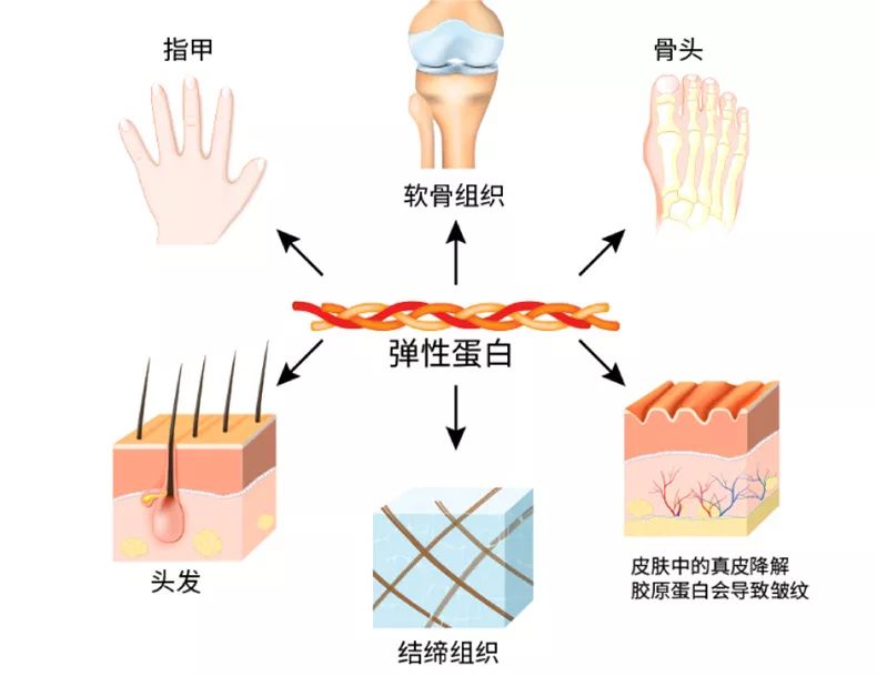 澳洲bio-e花胶液即食深海胶原蛋白,bio-e花胶液怎么辨真假