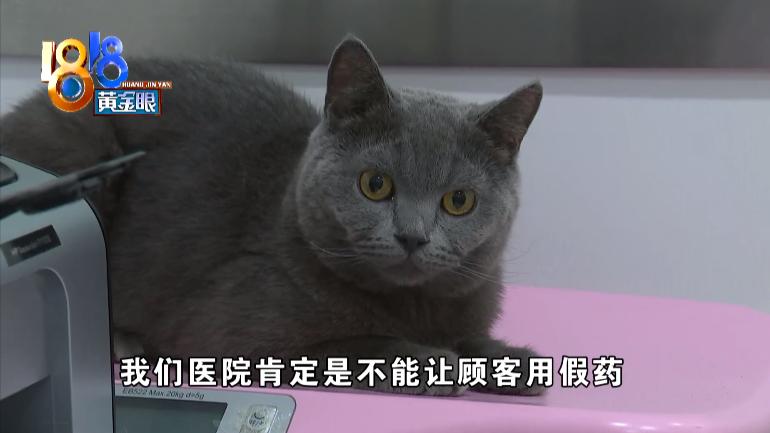 蓝猫传腹症状会死吗,蓝猫被检查出脑瘫