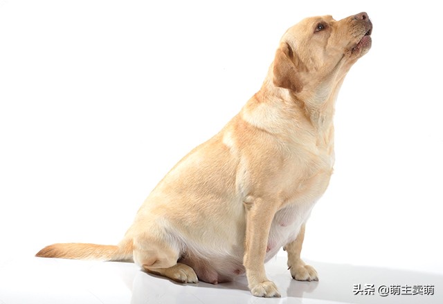 拉布拉多怀孕征兆图片大全,拉布拉多怀孕有什么症状