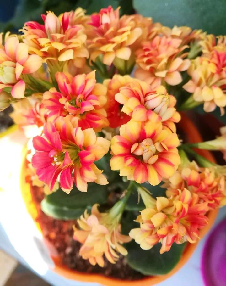 长寿花，寓意好、开花漂亮，花期长，品种多达300个