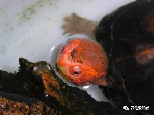 龟的各个器官的作用,龟类有哪几种类