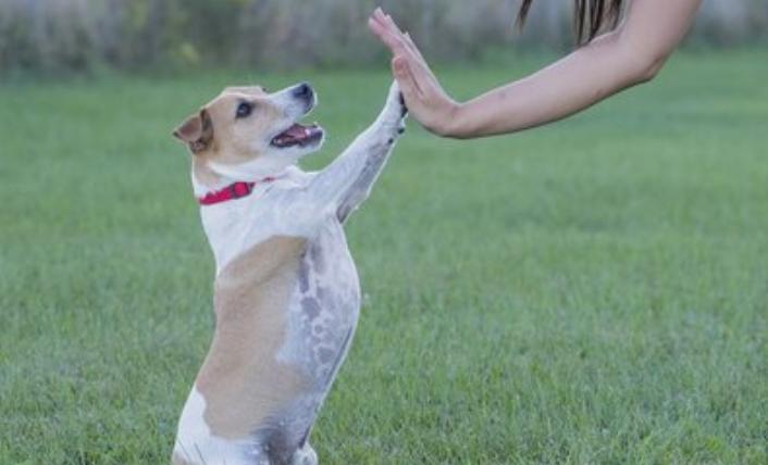 如何训练狗狗四脚踩球,训练狗狗的六大注意事项