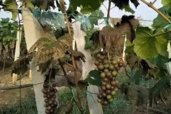 葡萄软果的原因及解决方法,葡萄轻轻一碰就掉粒怎么回事