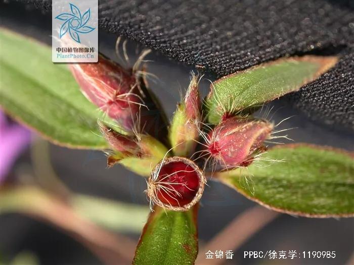 天香炉功效,中药材天香炉