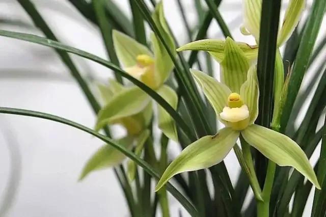 最贵的兰花价格排行榜前十名,2021年最贵兰花成交价格