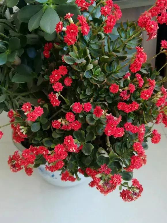 长寿花如何嫁接到不死鸟,长寿花这样嫁接花期长还不会烂根