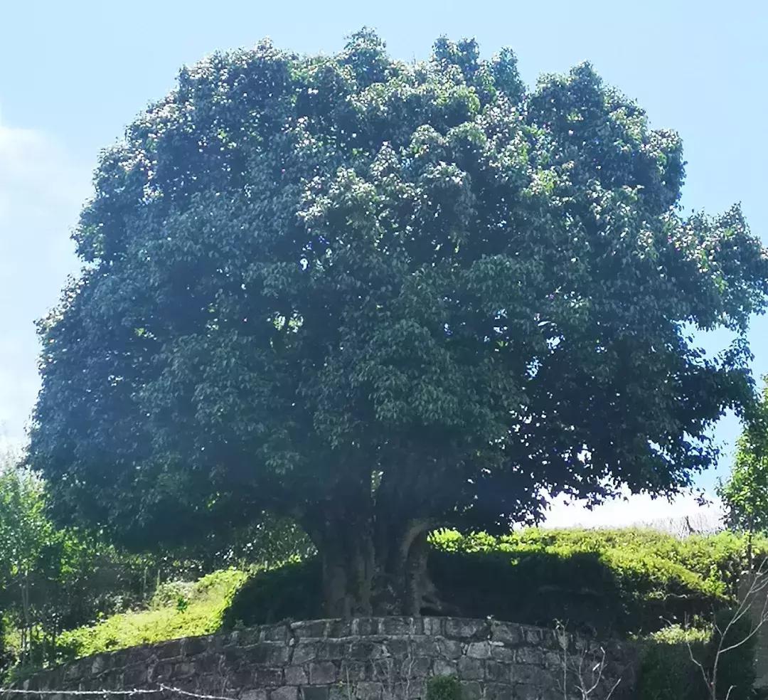 乔木茶与灌木茶树的区别,为什么有的茶树是灌木有的是乔木